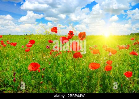 Landschaft schöner Sonnenuntergang über Frühlings-Mohn-Feld und blauem Himmel. Stockfoto