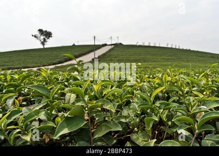 Schöne Landschaft in Choui Fong Tea Plantation, Mae Chan, Nord-Thailand, Asien Stockfoto