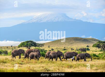 Herde afrikanischer Busch-Elefanten (Loxodonta africana) mit dem Kilimandscharo dahinter, Amboseli-Nationalpark, Kenia, Afrika Stockfoto