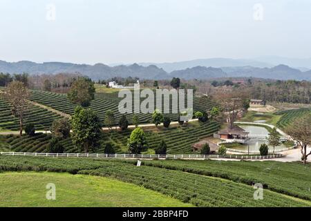 Schöne Landschaft in Choui Fong Tea Plantation, Mae Chan, Nord-Thailand, Asien Stockfoto