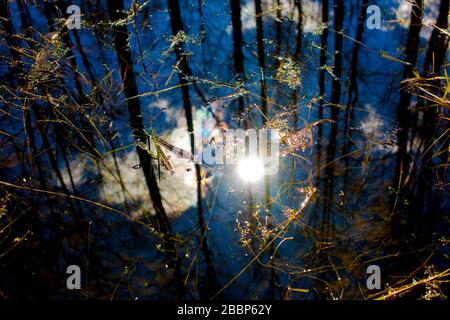 Landschaft der Biebrza-Sümpfe in Podlasie in Polen Stockfoto