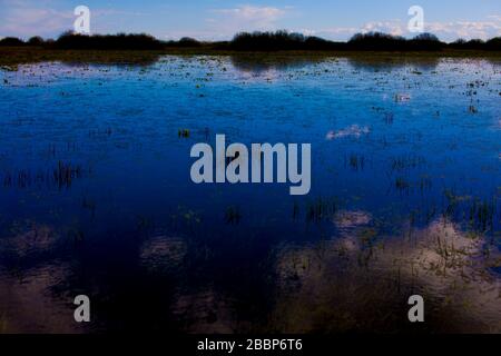 Landschaft der Biebrza-Sümpfe in Podlasie in Polen Stockfoto