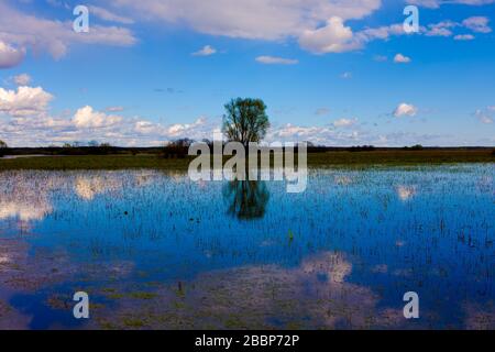 Landschaft der Biebrza-Sümpfe in Podlasie in Polen Stockfoto