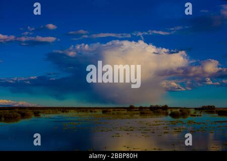 Landschaft der Biebrza-Sümpfe in Podlasie in Polen Stockfoto