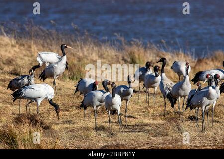 Xizang, Xizang, China. April 2020. Xian CHINA - 1. April 2020 - der Fotograf brauchte zehn Jahre, um die Landschaft des Plateaus einzufangen, jedes ist ein großes. Kredit: SIPA Asia/ZUMA Wire/Alamy Live News Stockfoto