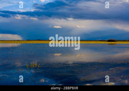 Landschaft der Biebrza-Sümpfe in Podlasie in Polen Stockfoto