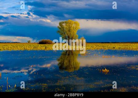 Landschaft der Biebrza-Sümpfe in Podlasie in Polen Stockfoto