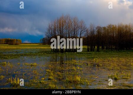 Landschaft der Biebrza-Sümpfe in Podlasie in Polen Stockfoto