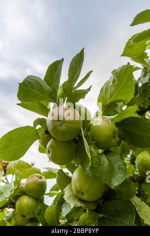 Nasse unreife, fast reife grün-rote Äpfel am apfelbaum nach Regen Nahaufnahme selektive Fokussierung Stockfoto