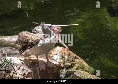 Spot-Bruled Pelican (Pelecanus philippensis) mit weit geöffnetem Schnabel Stockfoto