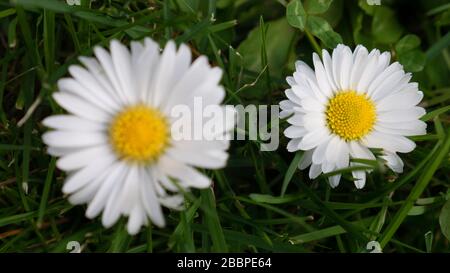 Nahaufnahme von zwei Gänseblümchen im Garten. Bellis perennis. Stockfoto