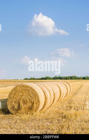 Mehrere runde Strohballen hintereinander auf Stoppelfeld bei Sonnenschein und blauem Himmel Stockfoto