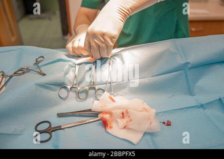 Nahaufnahme von Händen und chirurgischen Instrumenten während der Bauchoperation in der Tierklinik Stockfoto