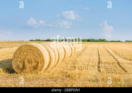 Mehrere runde Strohballen hintereinander auf Stoppelfeld bei Sonnenschein und blauem Himmel Stockfoto