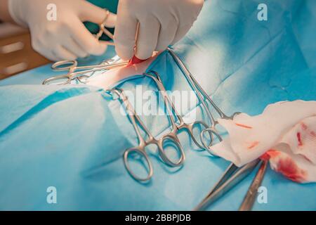 Nahaufnahme von Händen und chirurgischen Instrumenten während der Bauchoperation in der Tierklinik Stockfoto