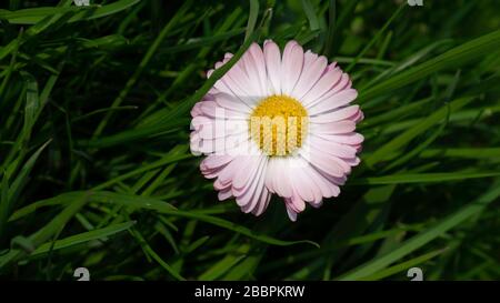Gänseblümchen (Bellis perennis) in grünem Gras. Stockfoto