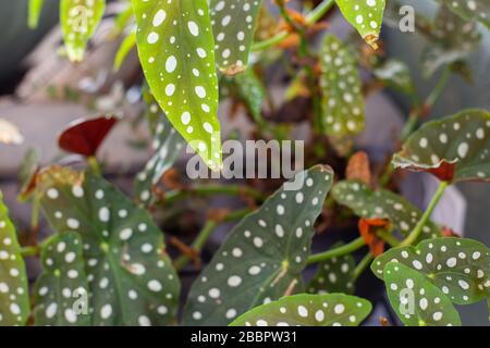 Begonia Maculata, Polka Dot Begonia Hintergrund, retro moderne Zimmerpflanze Stockfoto