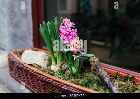 Rosafarbene Hyazinths wachsen in Topf auf der Straße am Eingang des Café-Restaurants. Frühlingsblumen Dekoration. Außendesign Stockfoto