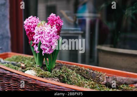 Rosafarbene Hyazinths wachsen in Topf auf der Straße am Eingang des Café-Restaurants. Frühlingsblumen Dekoration. Außendesign Stockfoto