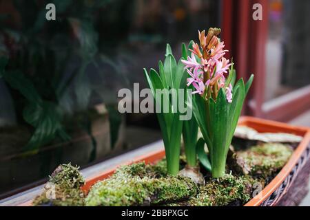 Rosafarbene Hyazinths wachsen in Topf auf der Straße am Eingang des Café-Restaurants. Frühlingsblumen Dekoration. Außendesign Stockfoto