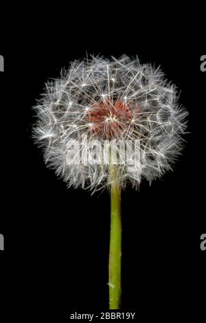 Nahaufnahme von Dandelion Seedhead (Gattung Taraxacum) vor schwarzem Hintergrund - Brevard, North Carolina, USA Stockfoto