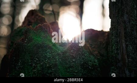 Moos bedeckter Douglasie-Baumstumpf mit der Sonne dahinter Stockfoto