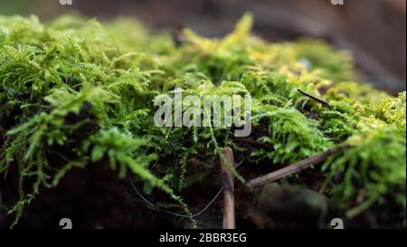 Makrofotografie von Moosblättern, die über einem gefallenen Baumstamm wachsen Stockfoto