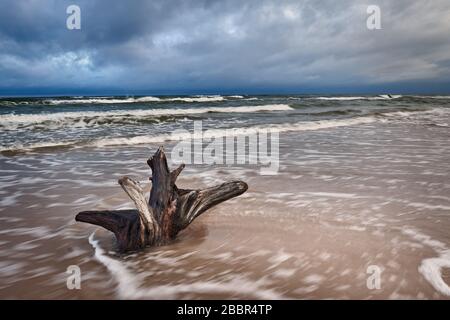 Ostseeküste mit Holzstumpf und bewölktem Himmel. Stockfoto