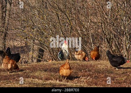 Frühlingslandschaft im Park des Anwesens der Familie Puschkin.sichtbares Geflügel: Hahn und Hennen weiden auf einem Hügel.Russland, das Dorf Big Boldino Stockfoto