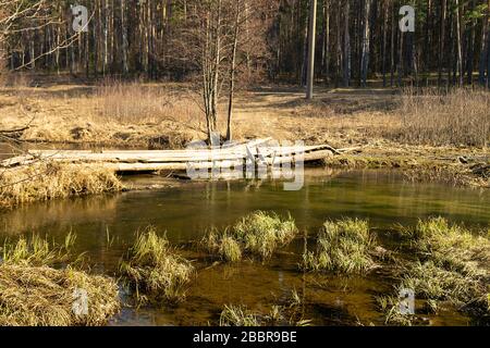 Die Frühlingslandschaft mit Holzfußbrücke durch den Bach. Der Sonnentag in ländlichem Gelände. Stockfoto