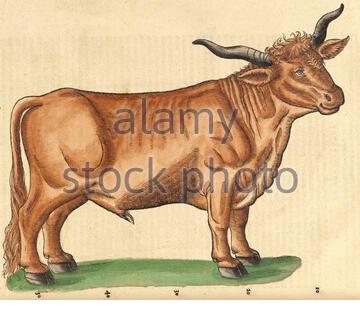 Bull, Jahrgangsabbildung, erschienen 1551. Conrad Gessner. Stockfoto