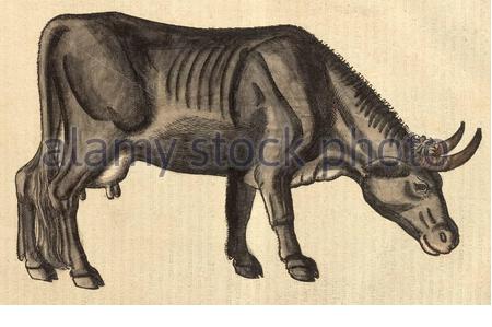 "Cattle", klassische Illustration, die 1551 veröffentlicht wurde. Conrad Gessner. Stockfoto