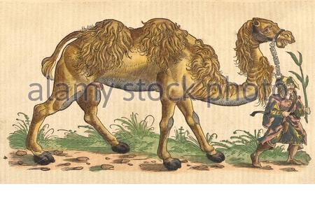 Camel, klassische Illustration, die 1551 veröffentlicht wurde. Conrad Gessner. Stockfoto
