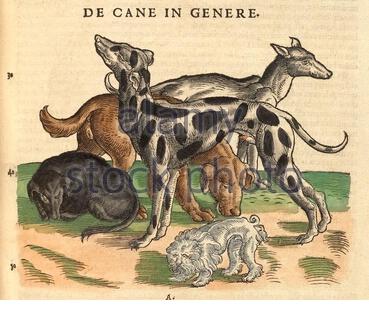 Hunde, Jahrgangsabbildung, erschienen 1551. Conrad Gessner. Stockfoto