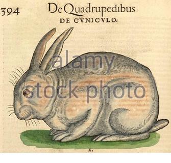 Kaninchen, klassische Illustration, die 1551 veröffentlicht wurde. Conrad Gessner. Stockfoto