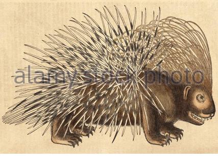 Porcupine, klassische Illustration, die 1551 veröffentlicht wurde. Conrad Gessner. Stockfoto