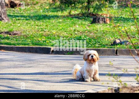 Shitsu-Hund sitzt an einem sonnigen Frühlingstag in einem Stadtpark auf dem Gehweg. Stockfoto