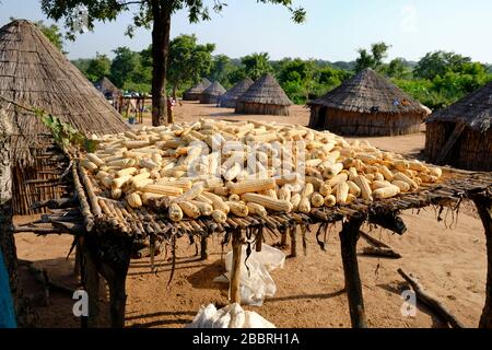 In einem traditionellen Dorf in Mbororo ließ sich Mais in der Sonne austrocknen. Stockfoto