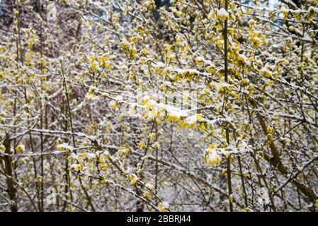 forsythia Blumen mit Schnee bedeckt Stockfoto