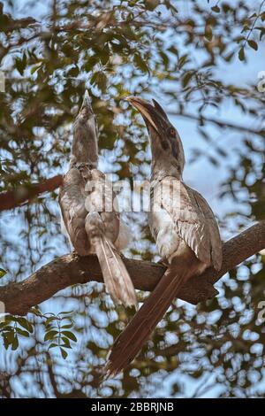 Ein paar indische grau Hornbill auf einem Baum. (Ocyceros Birostris) Stockfoto