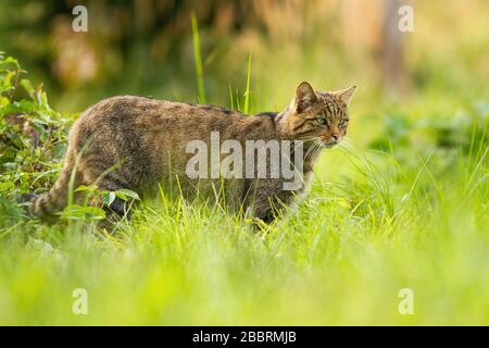 Konzentration der europäischen Wildkatze auf die Jagd nach Beute im Sommer Stockfoto