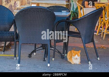 Eine Straßenkatze schläft unter einem Stuhl vor einer Bar in Kinaliada auf den Prinzeninseln, auch "Adalar" genannt, im Marmarameer Stockfoto