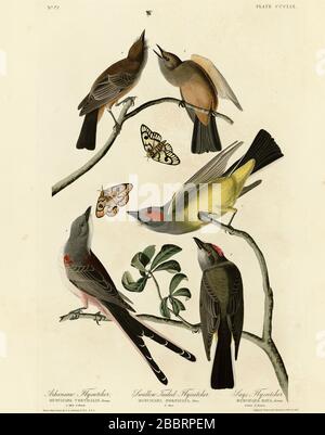 Plate 359 Arkansaw Flycatcher, Swallow-Tail Flycatcher, sagt Flycatcher (Western Kingbird, Scissor-Tail Flycatcher, Say's Phoebe) Audubon's Vögel Stockfoto