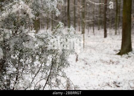 wacholdertzweige mit Schnee im Wald bedeckt Stockfoto