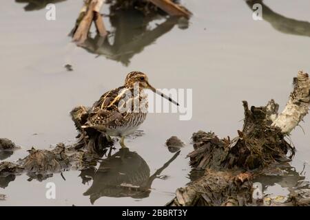 Wilsons Snipe, Las Gallinas Wildlife Teiche, Novato, Kalifornien Stockfoto