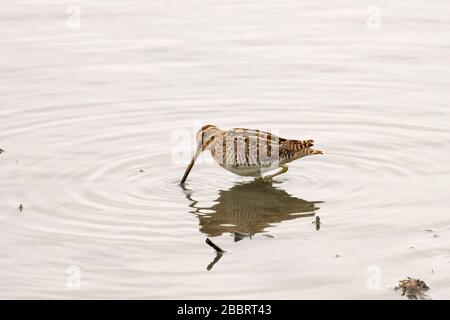 Wilsons Snipe, Las Gallinas Wildlife Teiche, Novato, Kalifornien Stockfoto