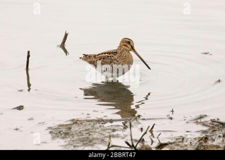 Wilsons Snipe, Las Gallinas Wildlife Teiche, Novato, Kalifornien Stockfoto