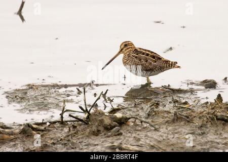 Wilsons Snipe, Las Gallinas Wildlife Teiche, Novato, Kalifornien Stockfoto