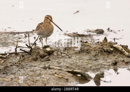 Wilsons Snipe, Las Gallinas Wildlife Teiche, Novato, Kalifornien Stockfoto