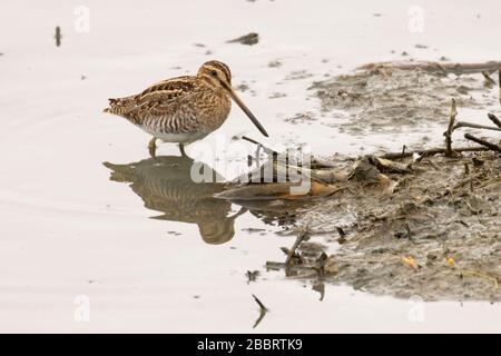 Wilsons Snipe, Las Gallinas Wildlife Teiche, Novato, Kalifornien Stockfoto